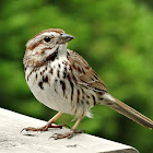 Song Sparrow