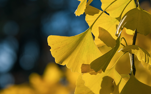 Yellow Leaves in the Sun screenshot 1