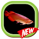 Download Arowana fish wallpaper 4K For PC Windows and Mac 1.0