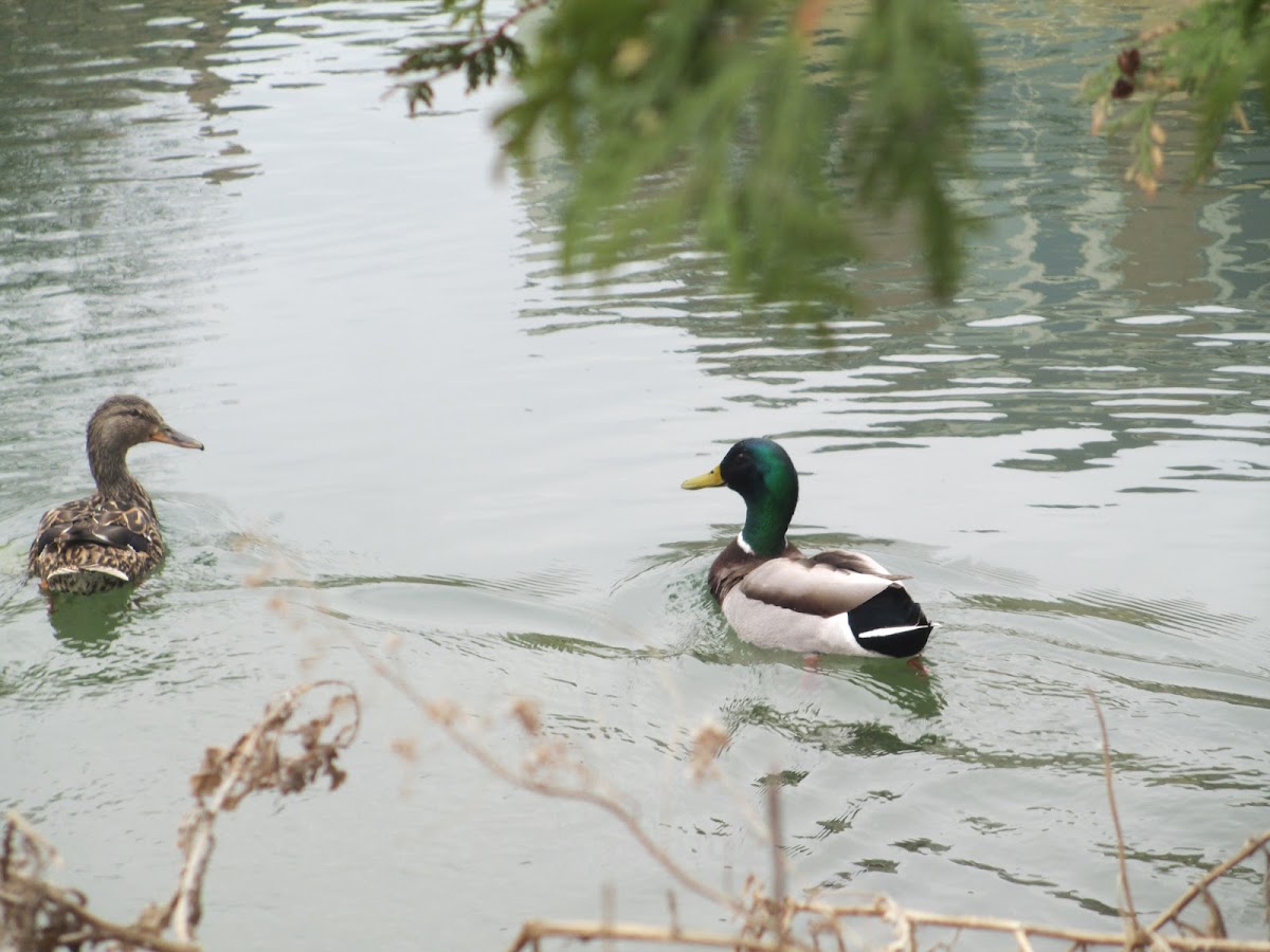 Mallard