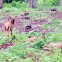 Elk calves