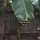 Eastern Giant Swallowtail Butterfly