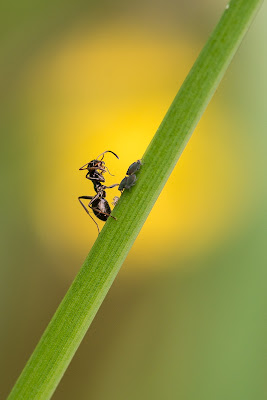 piccolo eee...... più piccolo ! di Mobula