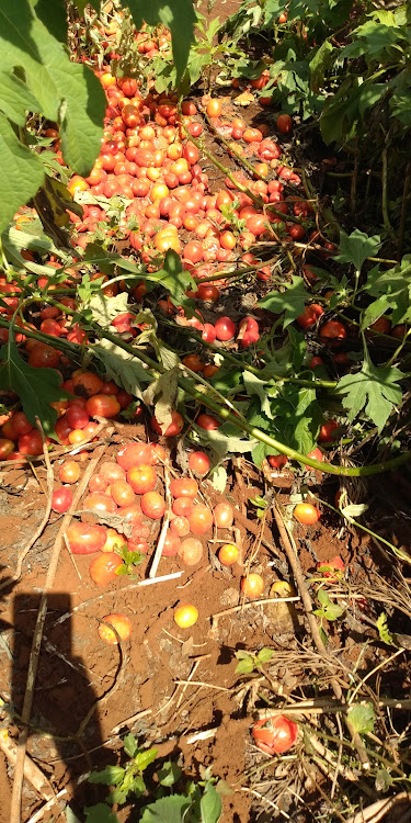 Tomatoes rotting on a farm.