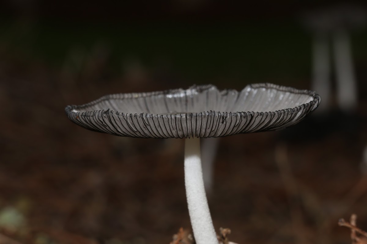 Revolute Inkcap