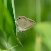 Euchrysops cnejus 棕灰蝶