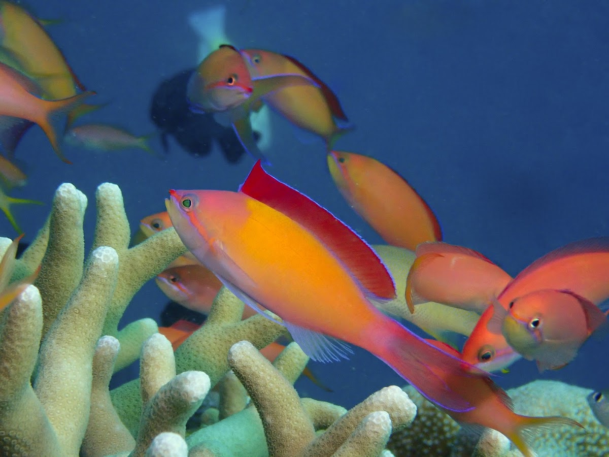 Redfin Anthias