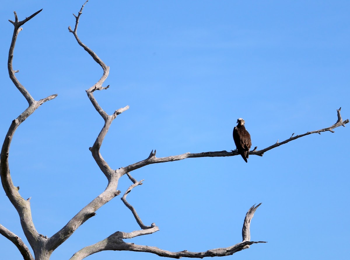 Osprey