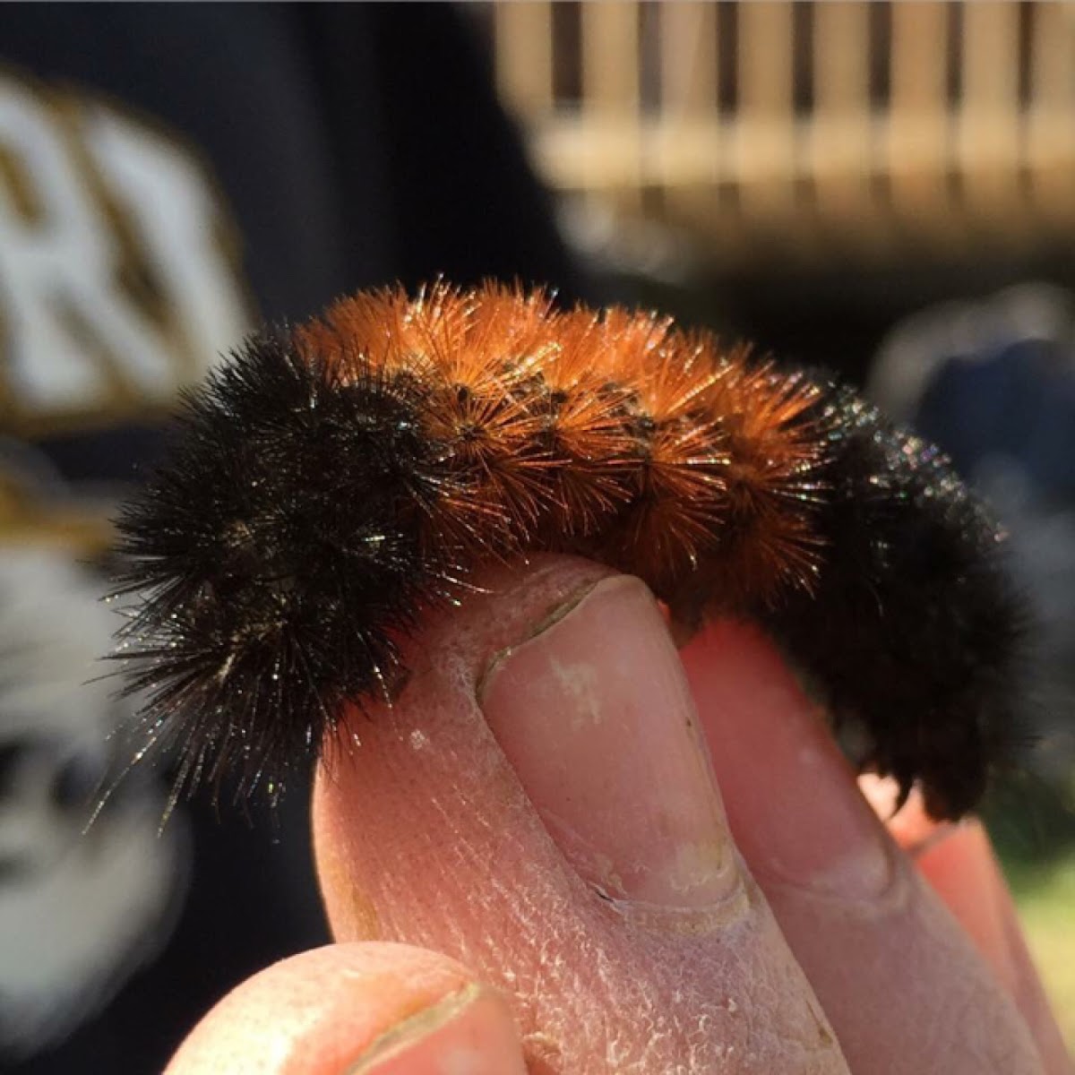 Isabella Tiger Moth caterpillar (Woolly Bear)