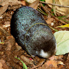 Cape Golden Mole