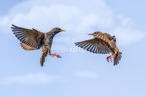  Sturnus vulgaris dogfight by Wim Moons -   ( sturnus vulgaris, spreeuw, sturnus vulgaris in flight, sterling, common sterling )