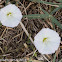 white flower