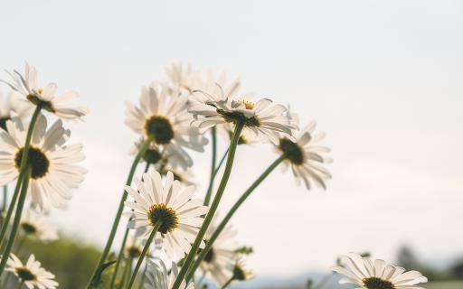 Daisies flower bloom meadow