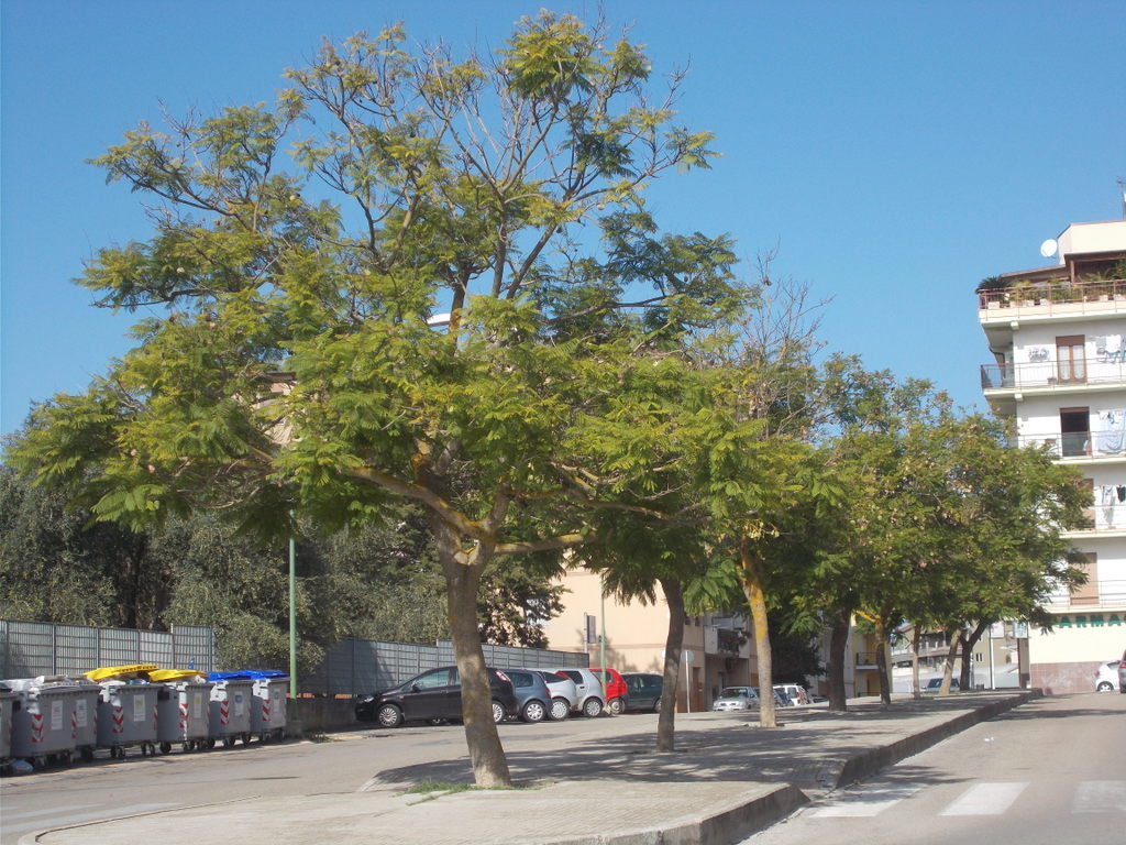 Alberi in fila di Pretoriano