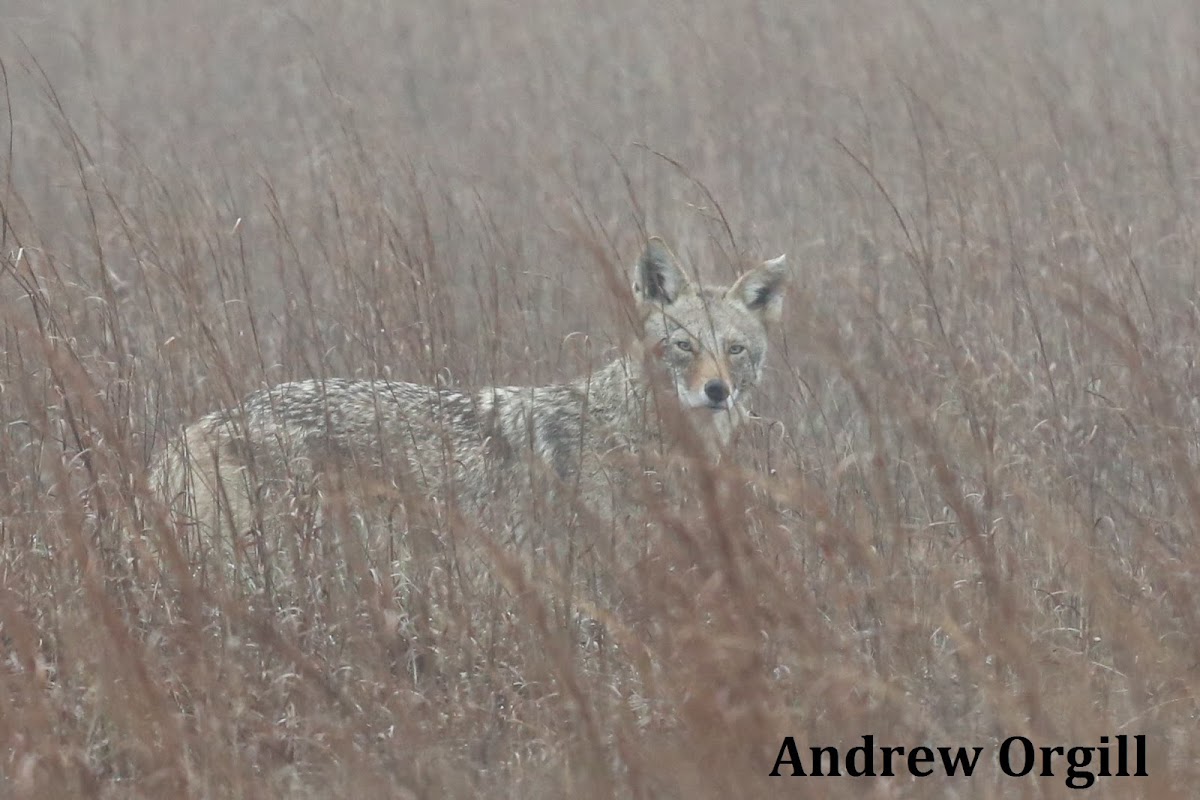 Coyote