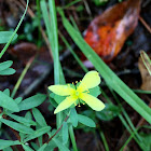 Reclining St. Andrew's Cross or Low St. John's Wort