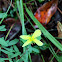 Reclining St. Andrew's Cross or Low St. John's Wort