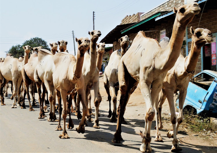 A herd of camel spotted in Mwingi town in Kitui.