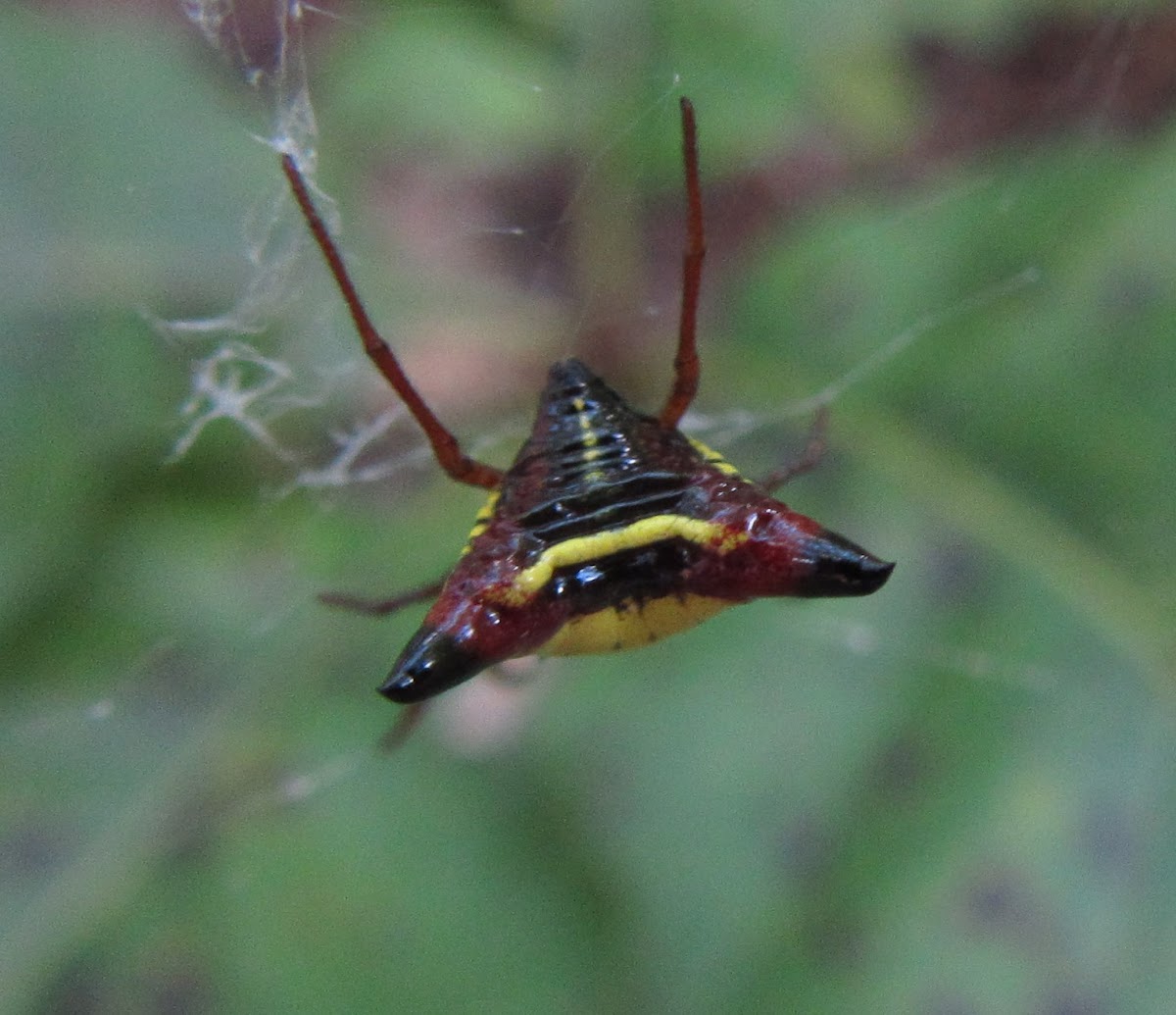 Arrowshaped Micrathena female