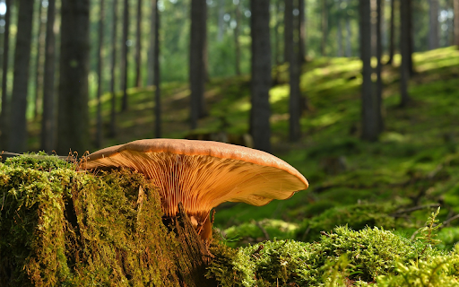 Large yellow mushroom screenshot 1