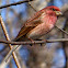 Purple Finch