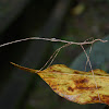 Stick Insect, Phasmid - Nymph