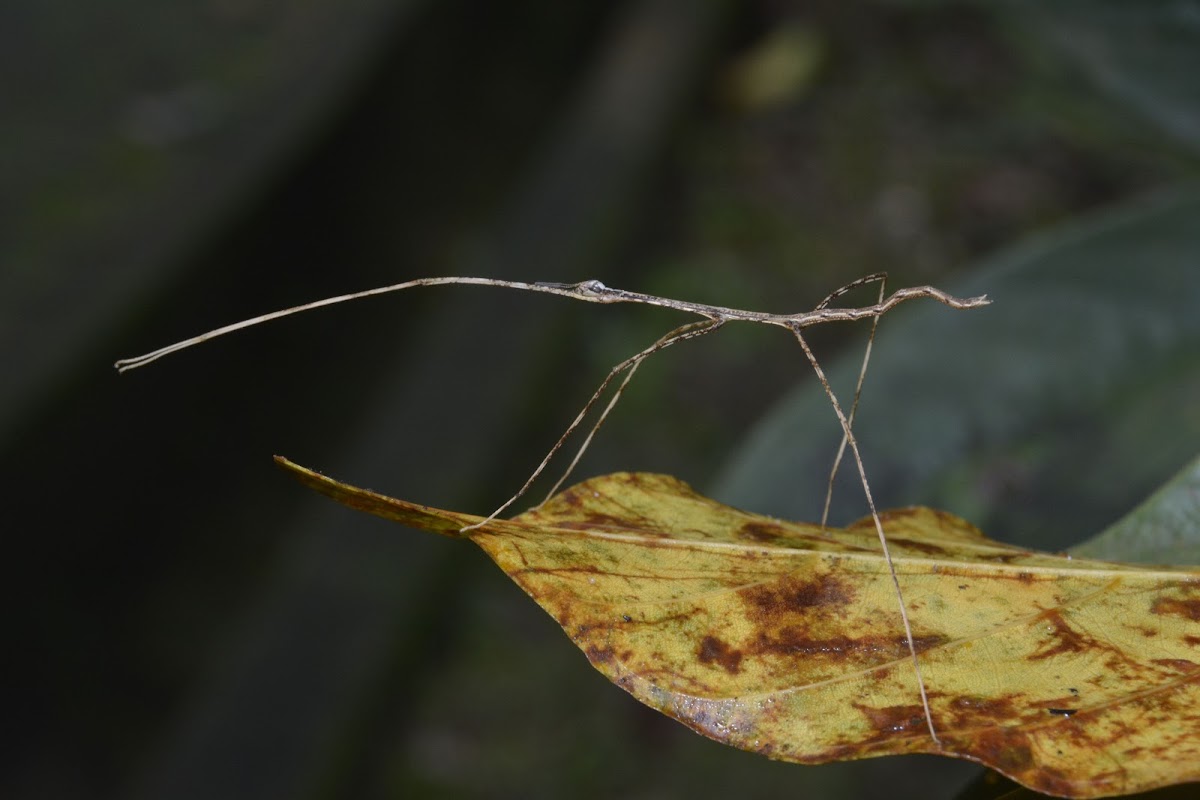 Stick Insect, Phasmid - Nymph