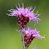 Rough Blazing Star