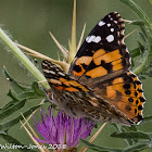 Painted Lady