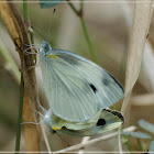 Pieris canidia 東方菜粉蝶