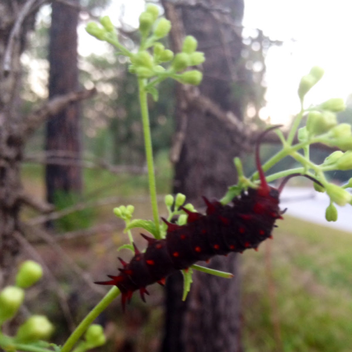 Pipevine Swallowtail