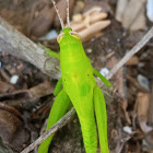 Neon/bright green grasshopper