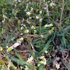 Spring Draba