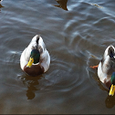 Mallard Duck