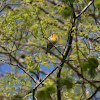 Blackburnian Warbler