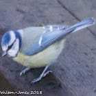 Blue Tit