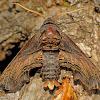 Abbot's Sphinx Moth