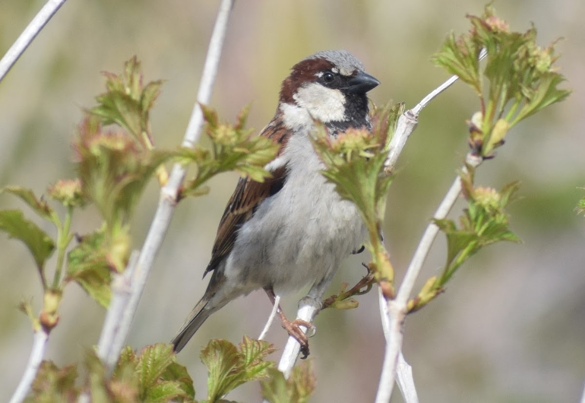 House sparrow breeding Male