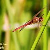 Golden-winged Skimmer Dragonfly