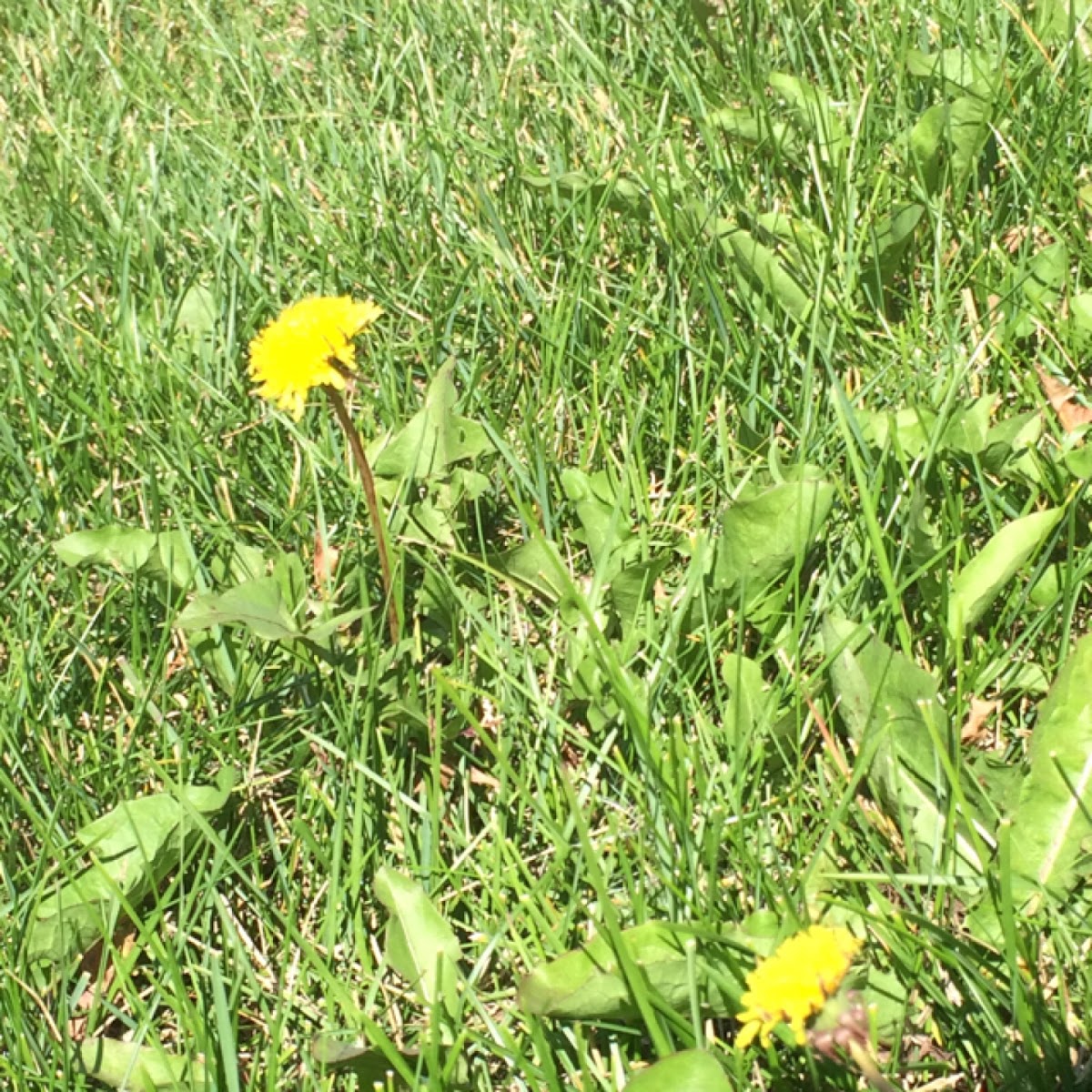 Common Dandelion