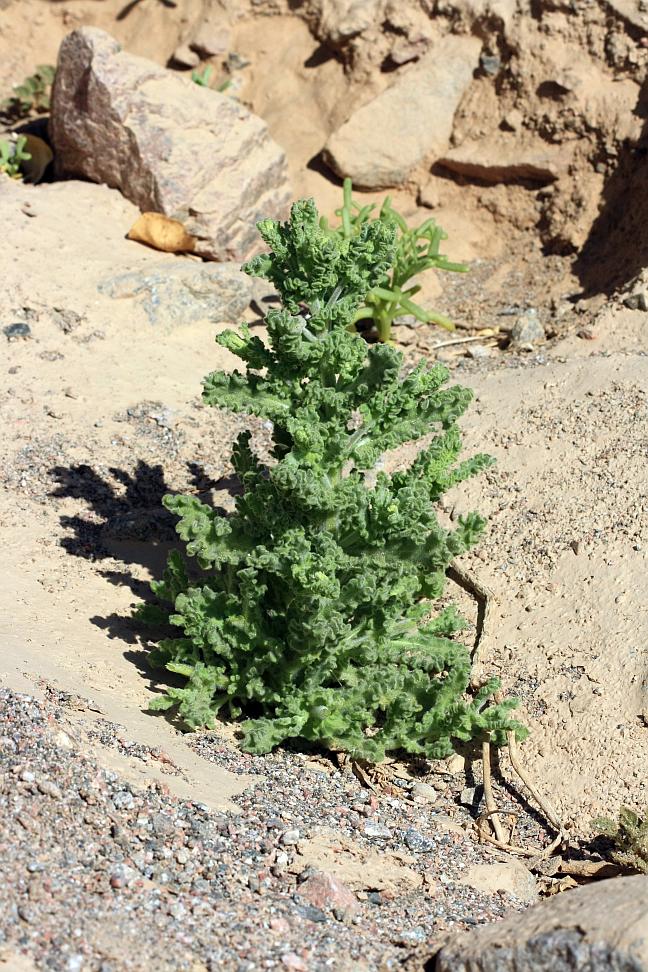 Wild Mountain Tea ~ Undulate Fleabane