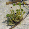 Green Mermaid's Wine Glass Algae