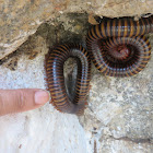 Giant Banded Millipede