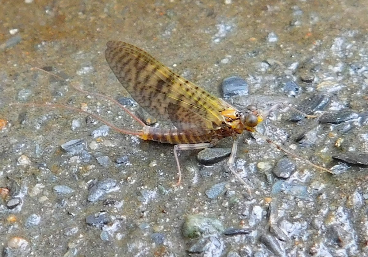 Stream Mayflies