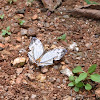 Common Map Butterfly