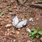 Common Map Butterfly