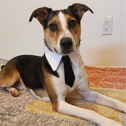 Pet Dog Cat Formal Necktie Tuxedo Bow Tie Black and Red Collar for Dog Cat Pet Accessories for Wedding Holiday and Party