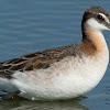 Wilson's Phalarope