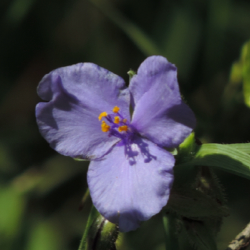 Prairie Spiderwort