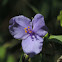 Prairie Spiderwort